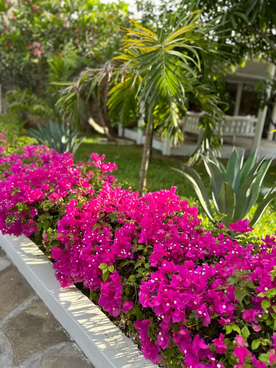 Giardino tropicale con bouganville fucsia nella villa di Watamu